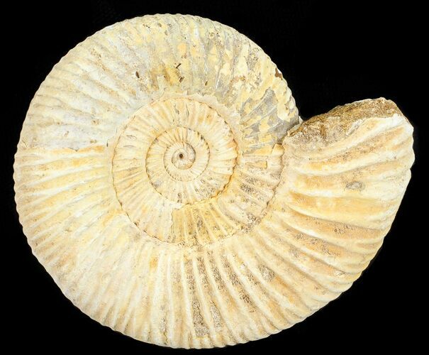 Perisphinctes Ammonite - Jurassic #54265